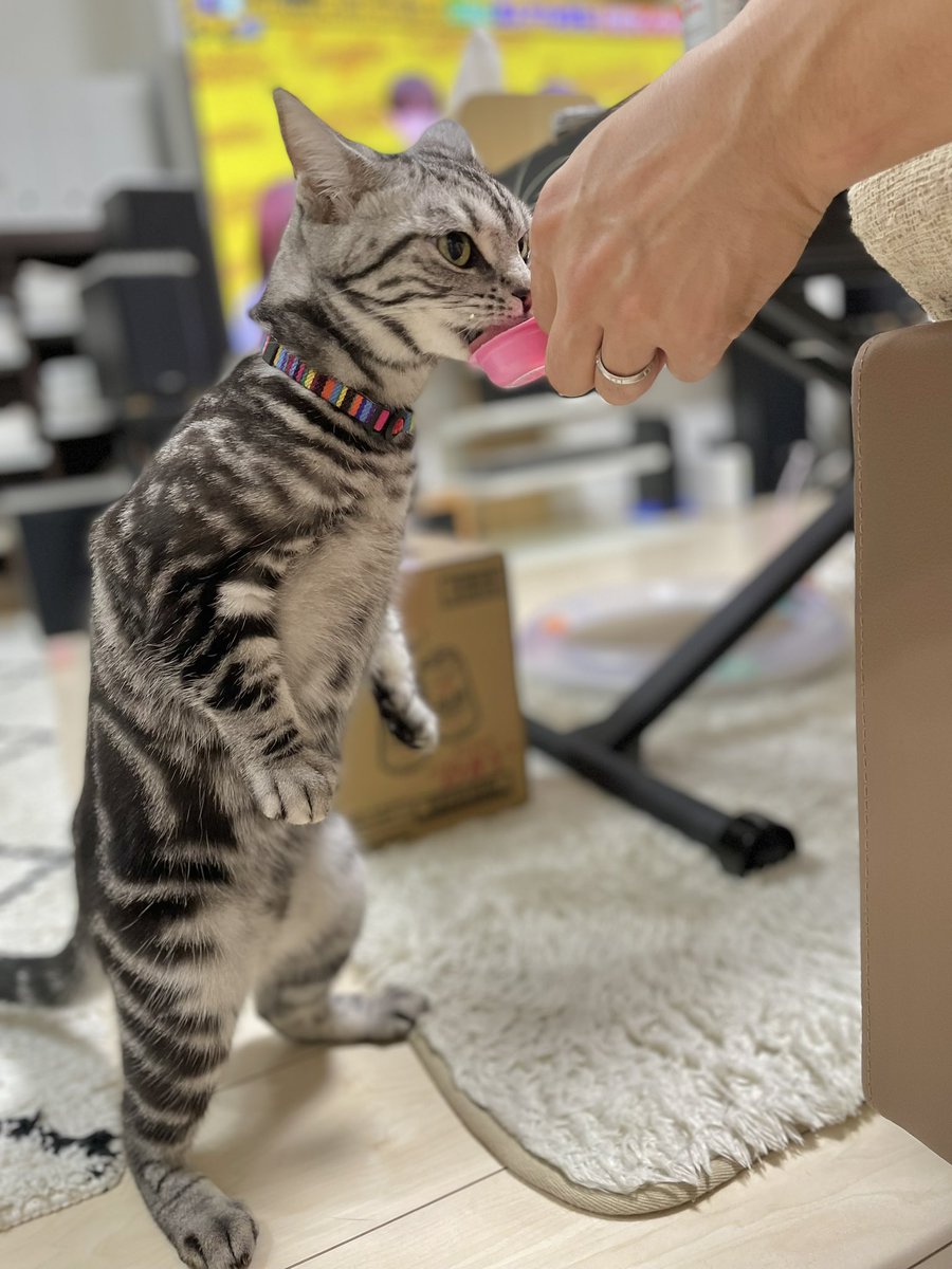 Teto_0220_'s tweet photo. おやつは仁王立ちでいただくにゃ❤️
#二足立ち　#二足猫　#アメショ　#こんばんにゃ https://t.co/cjL2DFV6tp