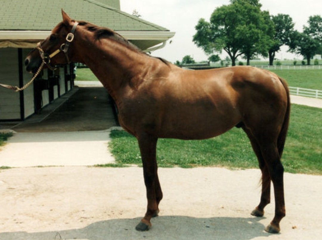 HORSERACING1002's tweet photo. PROUD TRUTHπΊπΈ (GRAUSTARK)#ProudTruth a G1 Stakes winner π in USA πΊπΈ. 1985 @BreedersCup classic π. Bred, owned and stood at @darbydanfarmπΊπΈ and @HarasCerroPunta π΅π¦. Leading sire in Panama π΅π¦. https://t.co/LTDGC2YQOJ