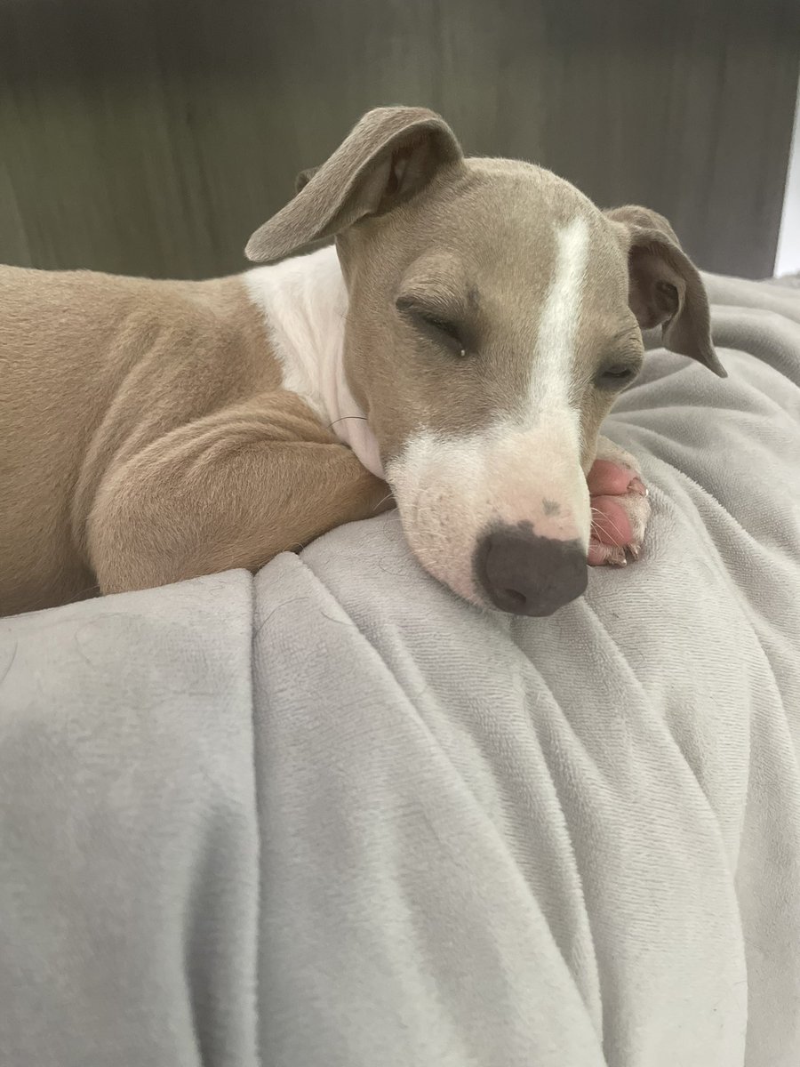 TABendig's tweet photo. Writing is exhausting but having this little guy makes the process a bit easier. Meet Walter! https://t.co/rJih48tXzy