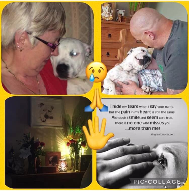 Find_Kemo tweet media