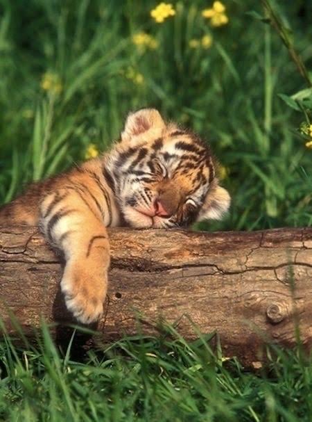 dgcvictor's tweet photo. Time for an afternoon nap? 😁☕️🍰🌺🍂🌾 https://t.co/ILgUTimcR8