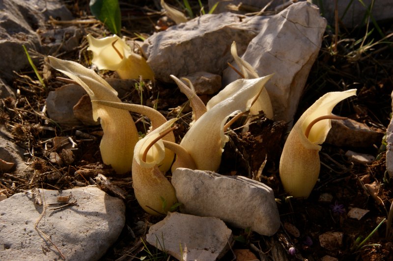 basakGR's tweet photo. New book: Wild Edens - https://t.co/jt8DnPrma7 https://t.co/1Q1zKbgdrl