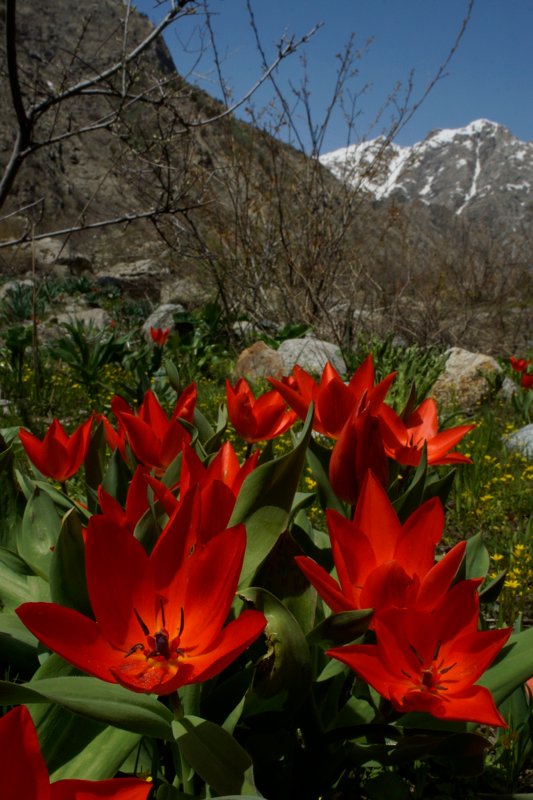 basakGR's tweet photo. New book: Wild Edens - https://t.co/jt8DnPrma7 https://t.co/1Q1zKbgdrl