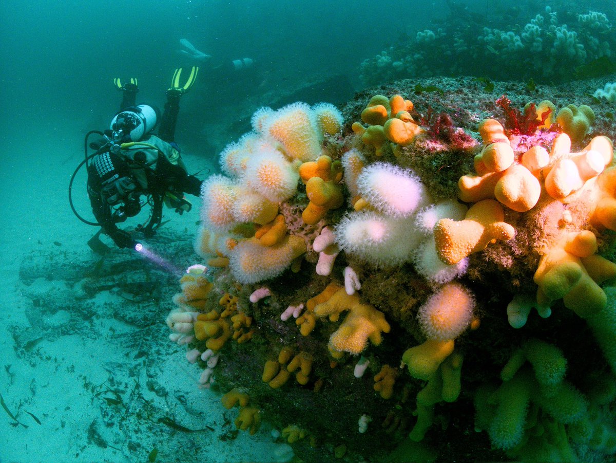 clidive's tweet image. Read about Clidive's recent expedition to Barra in the the Outer Hebrides: clidive.org/dive-trips/bar…