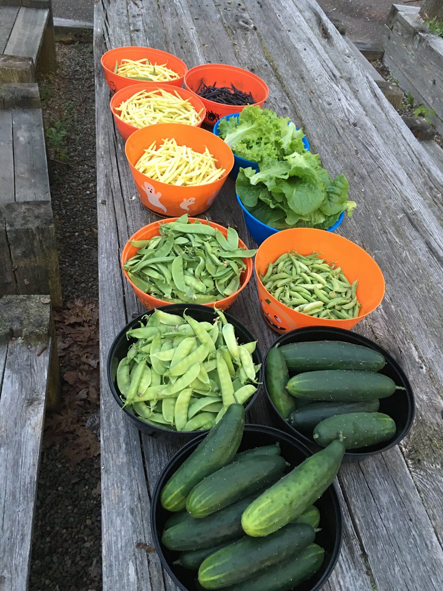 TakeActionGroup's tweet image. With the Support from @welldartmouth, The Dirt to Doorstep Project is in Motion, Granting Many Families with Fresh Veggies Right at their Doorstep! 😊