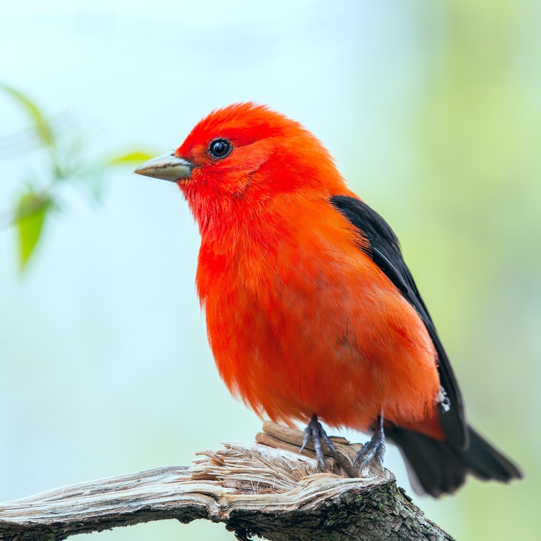 BirdsBeans's tweet photo. Scarlet Tanagers often unknowingly raise Brown-headed Cowbirds. The cowbird will sneak one of its own eggs into the scarlet tanager’s nest which will then raise the impostor as its own. The scarlet tanager cannot tell the difference.

#organicliving #organicproduct #coffee #coffe https://t.co/4tNwgCoKlK