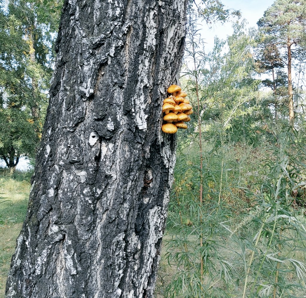 В очередное моё странствие, я наткнулся на это. Такие яркие по сравнению с другими частями леса и что-то напоминают, но что?