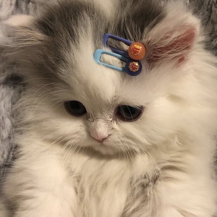 juyomiascats's tweet photo. https://t.co/9UQHMzwmGT