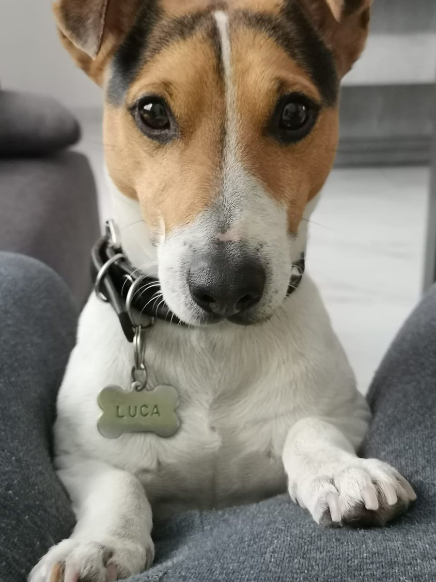 Areli_CGA's tweet photo. No tienes remedio eres mi gran amor  #LucaCash #petlovers #amorperruno #amordemisamores #JackRussel https://t.co/fdR9bJ5OPN