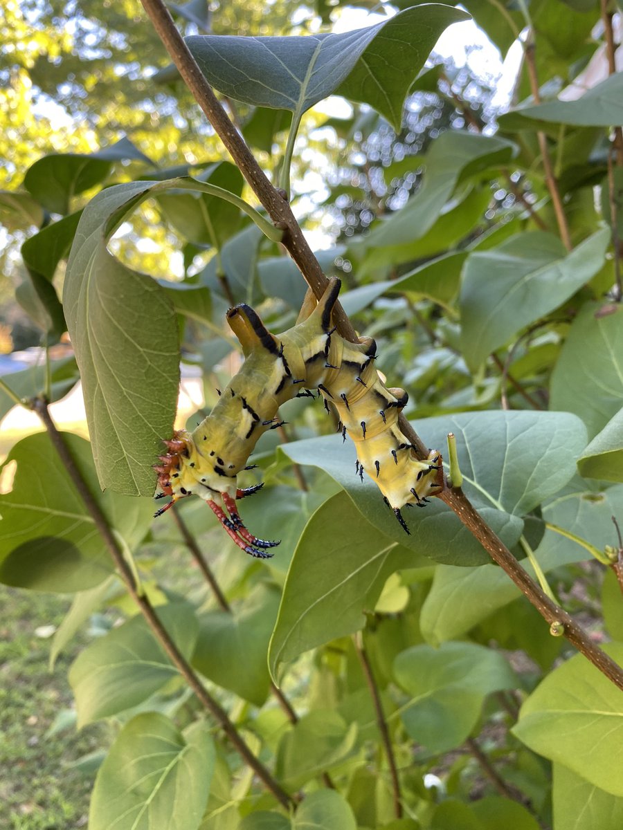 Ms. Lynskey tweet media