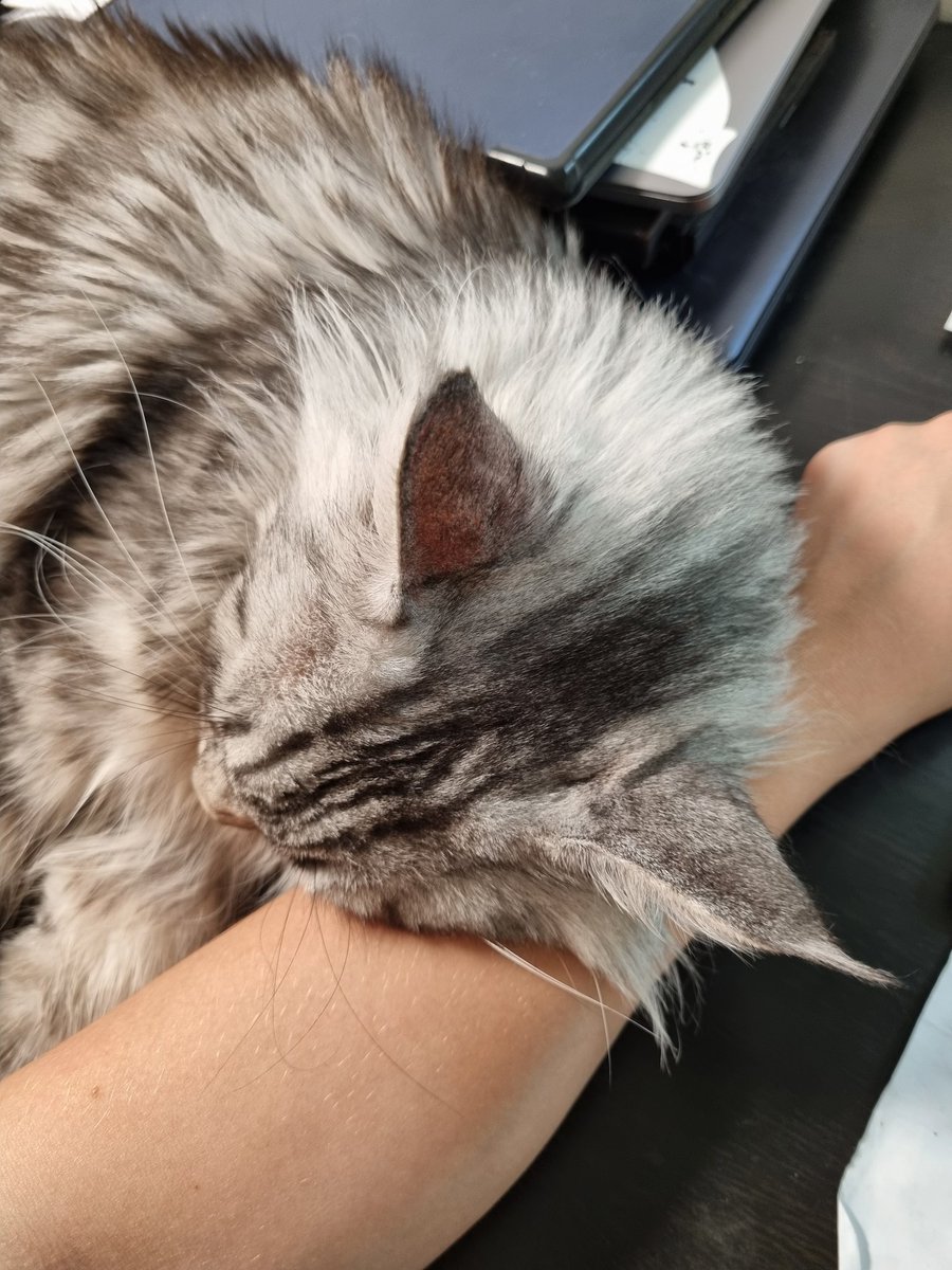 Passiondance's tweet photo. #catstop
#котиукртві
#mainecoon https://t.co/TVTQeHhoXr
