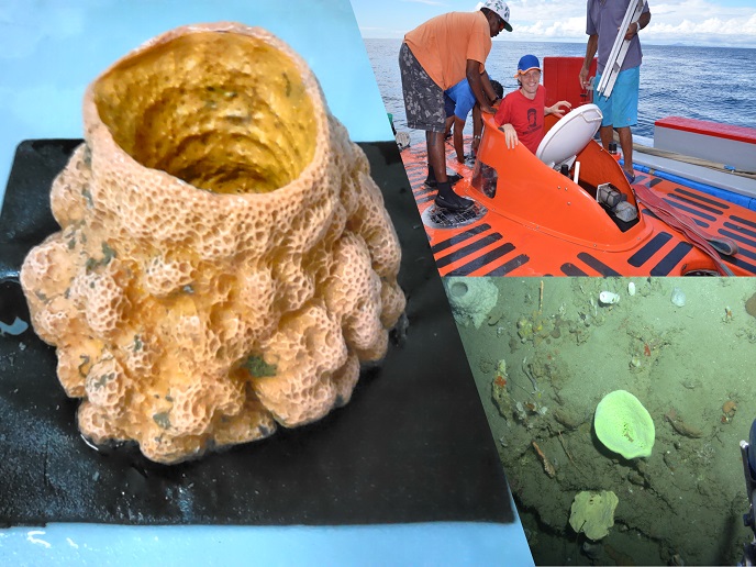 An excellent write-up of the research I'm doing at <a href="/MIB_WUR/">Laboratory of Microbiology at WUR</a>, with support from a @MSCActions Postdoctoral Fellowship, on the microbial symbionts of mesophotic sponges and their biosynthetic potential. Huge thanks to @Detmer_Sipkema and <a href="/CORDIS_EU/">EU Research Results</a>! cordis.europa.eu/article/id/442…