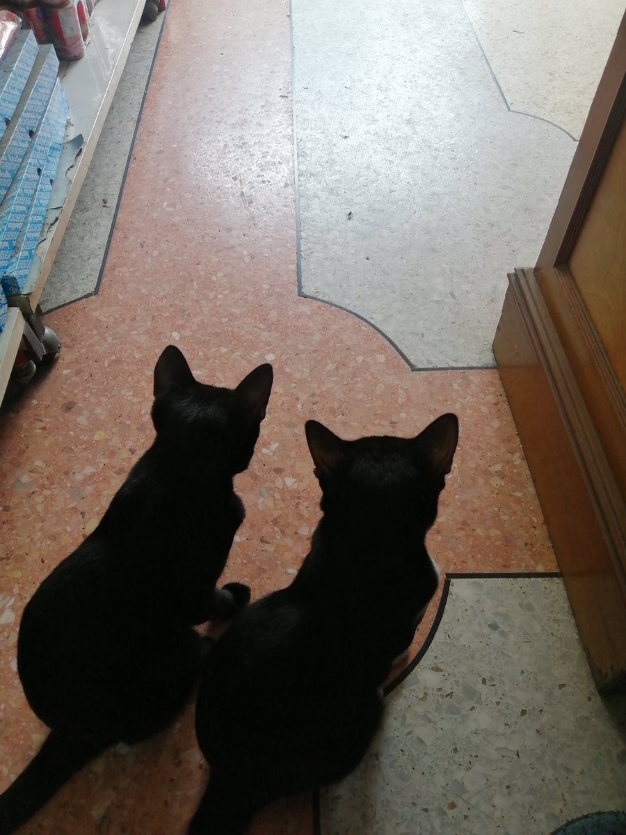 Krirk00's tweet photo. The Brotherhood!​ 🐱
#NFT​ #NFTCommunity #NFTTHAILAND​ #cats #CatsOfTwitter #catlovers https://t.co/FEsOv43qTP