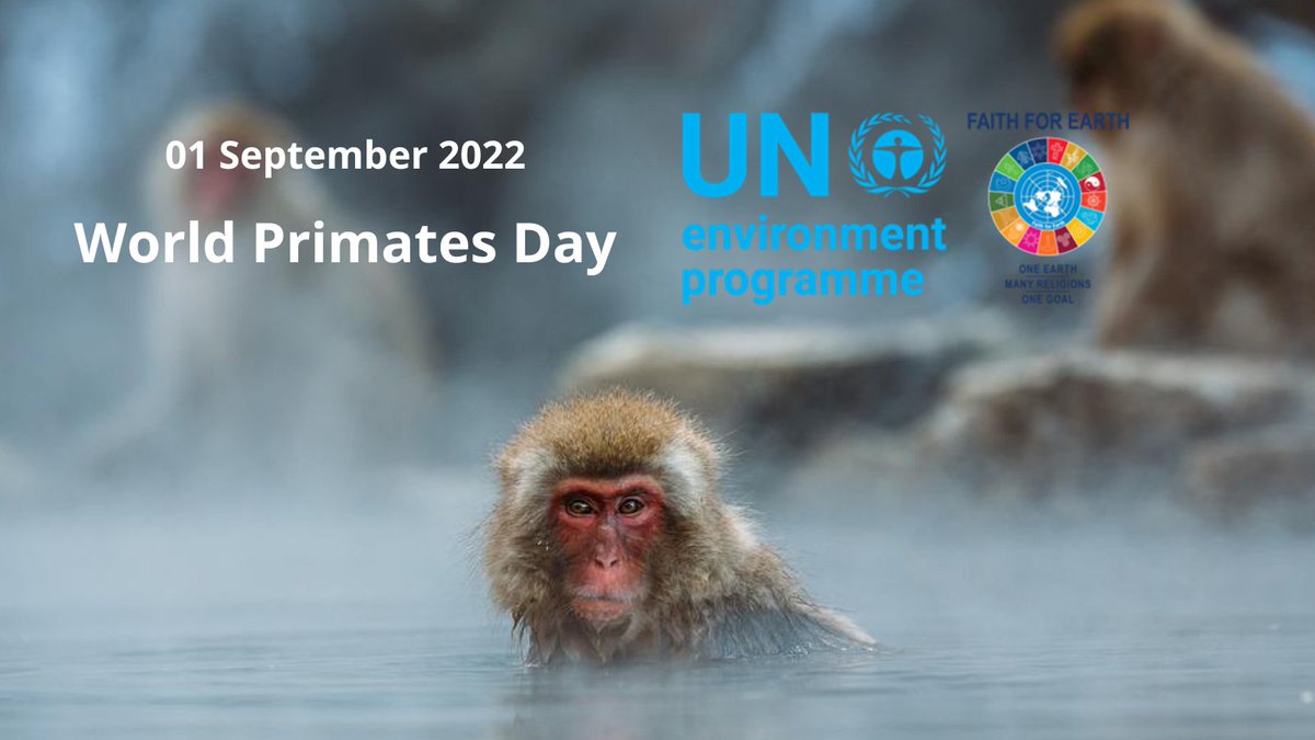 AlMizanFound's tweet photo. Today is #WorldPrimatesDay! 🐒🦍🦧
Most species are under threat due to hunting, habitat loss, diseases & climate change.
It's a day to celebrate all primates and strive to make the world a safer place for them!🌳#Faith4Earth
Know more!👉🏼https://t.co/8JbnPDmszX https://t.co/skTtIzHFWf