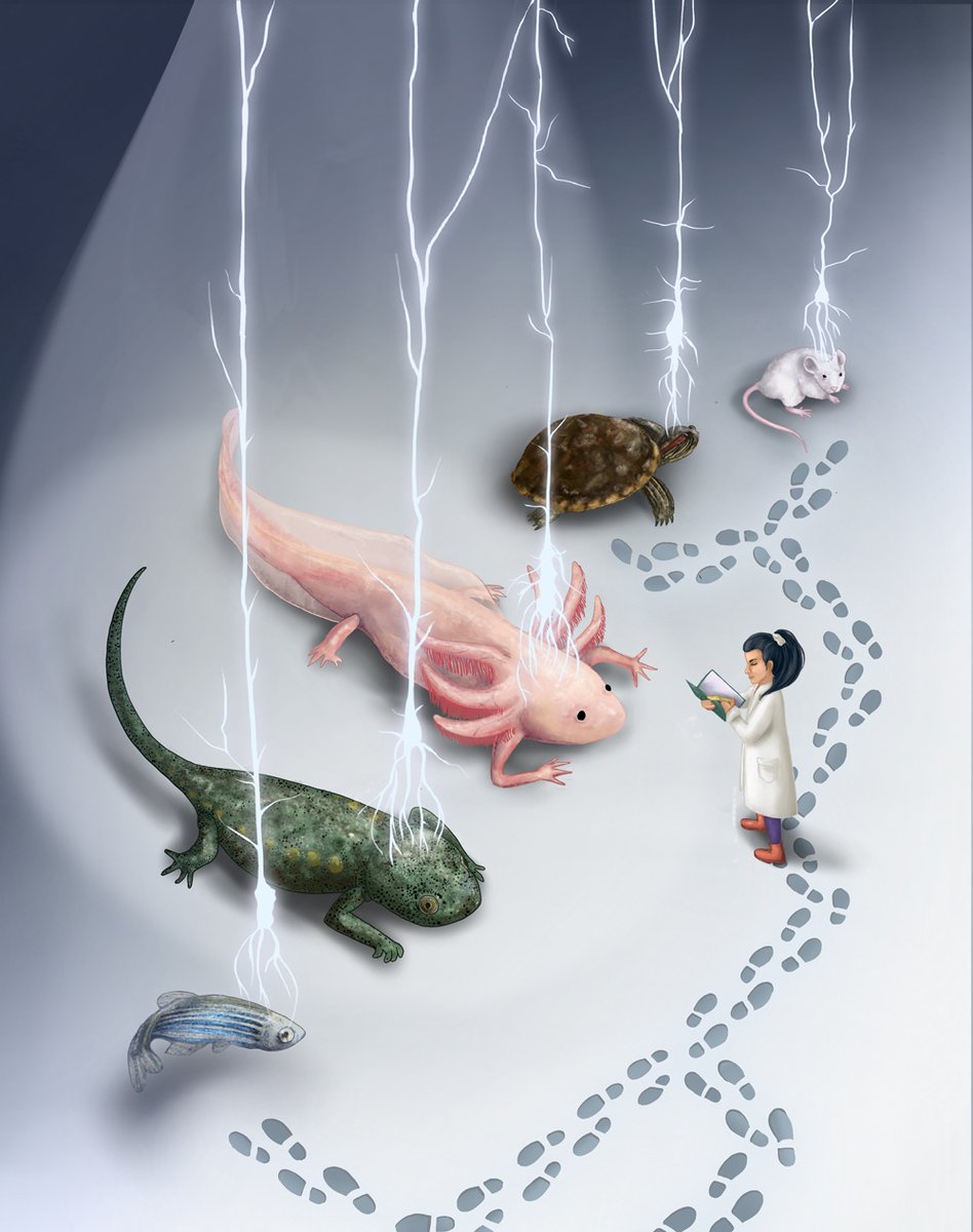 ETH_BSSE's tweet photo. Mapping the #axolotl forebrain:
Working on a #brain cell atlas, the group of Barbara Treutlein @TreutleinLab in collab. with @IMPvienna studied all cell types of the #telencephalon and the formation of new neurone during #regeneration @ScienceMagazine >https://t.co/RGPhqCnYft https://t.co/KRiMNZTREh