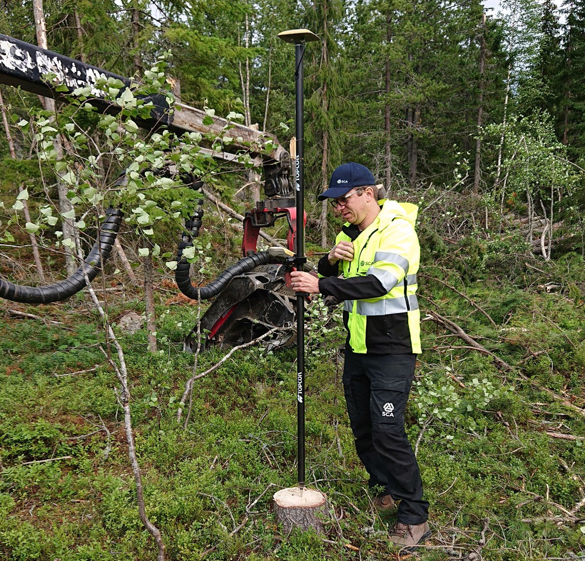 MistraDigitalForest tweet media