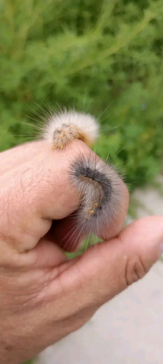bichostw's tweet photo. Estigmene acrea 🐛

Es una polilla en forma de gusano, vive en América del Norte.

Se condidera una plaga, se alimenta del follaje de las plantas.

Dato curioso de este insecto cuando está en invierno mantiene su forma de gusano hasta que termine esa estación para ser polilla 🦋 https://t.co/UkwsEbMG0t