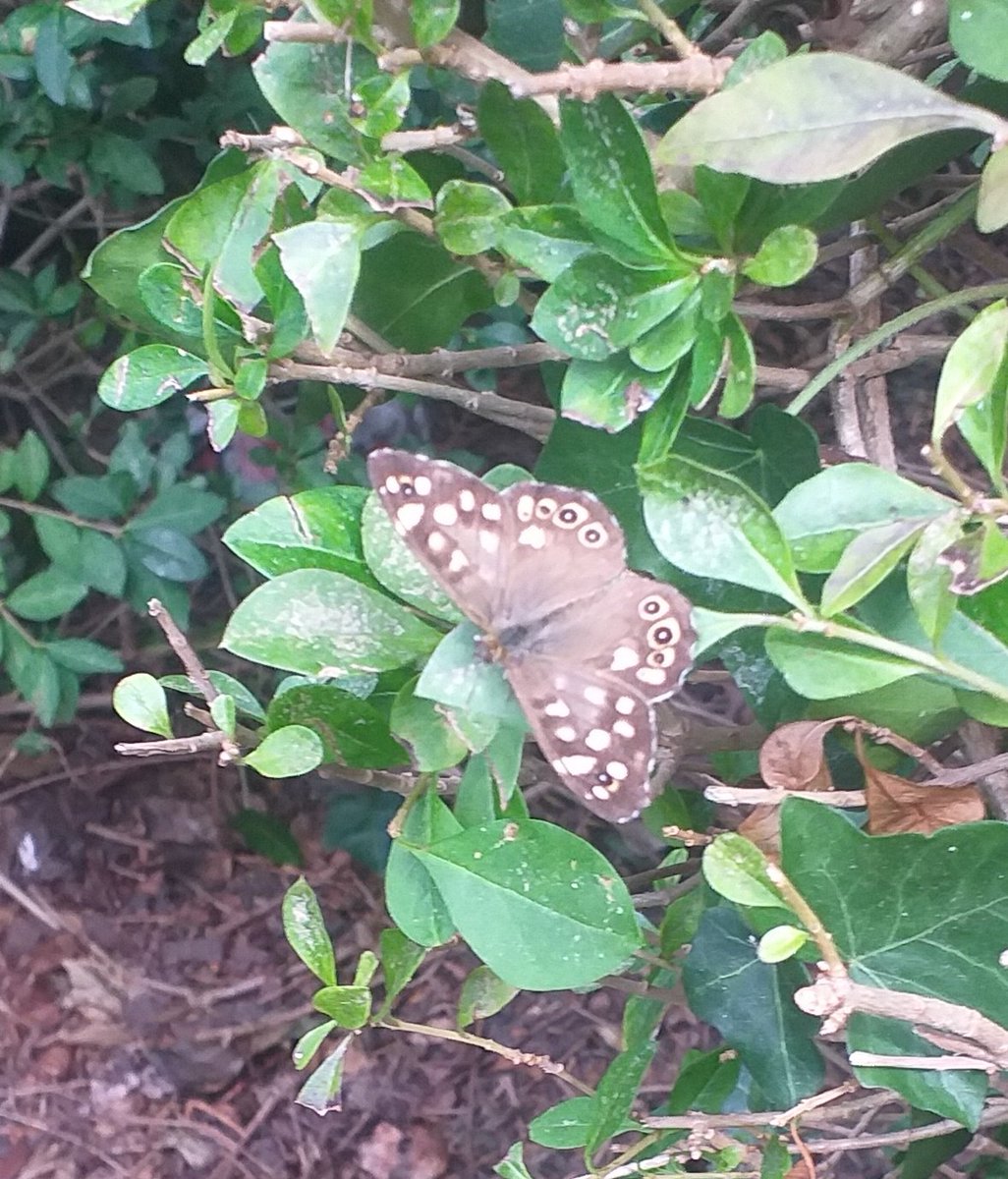 Finally, a Speckled Wood Butterfly sat still long enough for me to grab a photo, on my phone, in my back garden. #ilkley #BenRhydding @ukbutterflies <a href="/savebutterflies/">Butterfly Conservation 🦋</a>