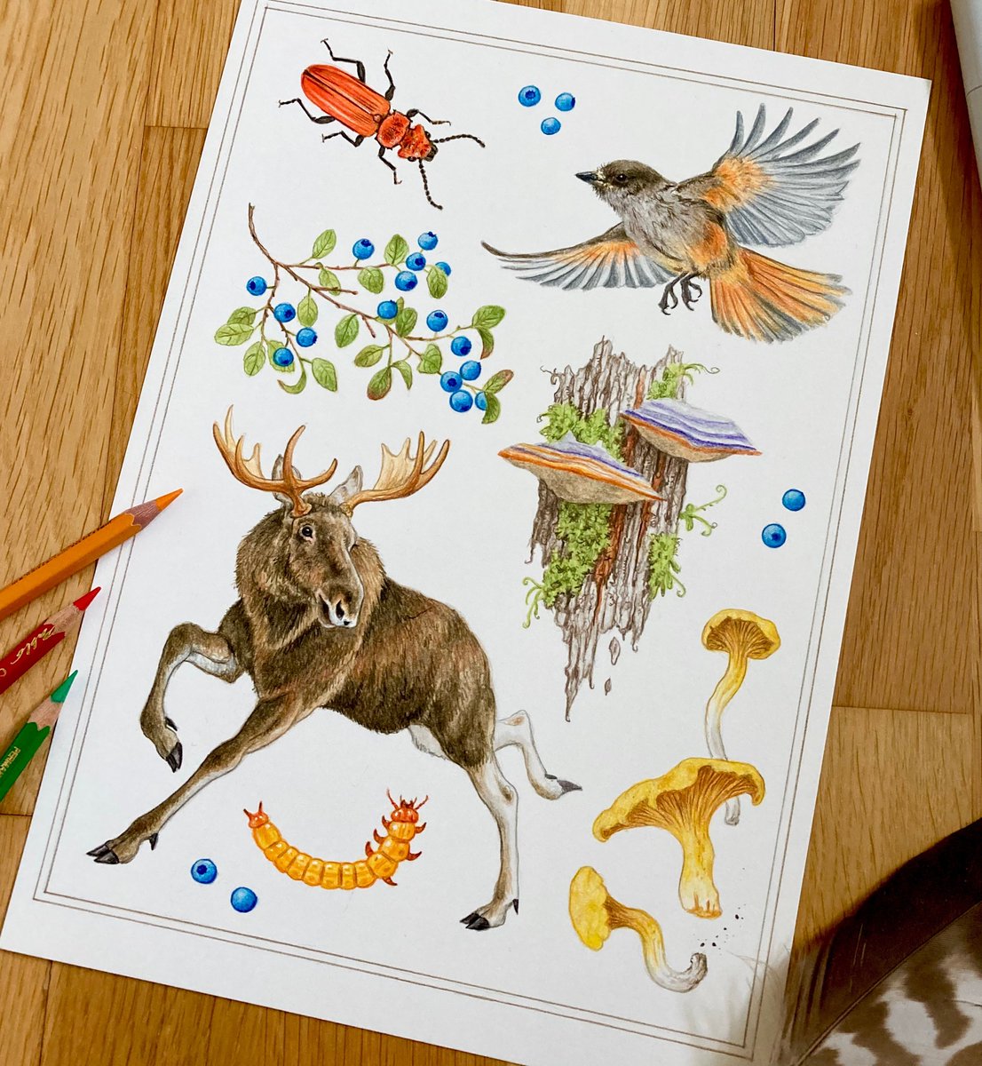 Scandinavian natural habitats, part 1: The Coniferous Forest 🌲
Can you name all species?
This is an illustration in colored pencil an Copic Marker on Schoellerhammer paper, which I’m making for an upcoming book. 🙂
30 x 21 cm