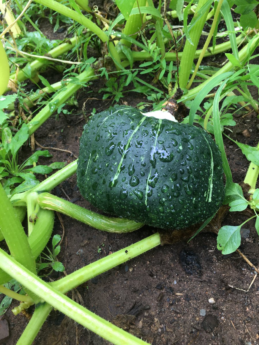 TakeActionGroup's tweet image. A HUGE THANKS to the students of @john_high for starting the Jalapenos, Tomatoes, Squash, and Cucumbers in class for the Community Garden! 🤗
