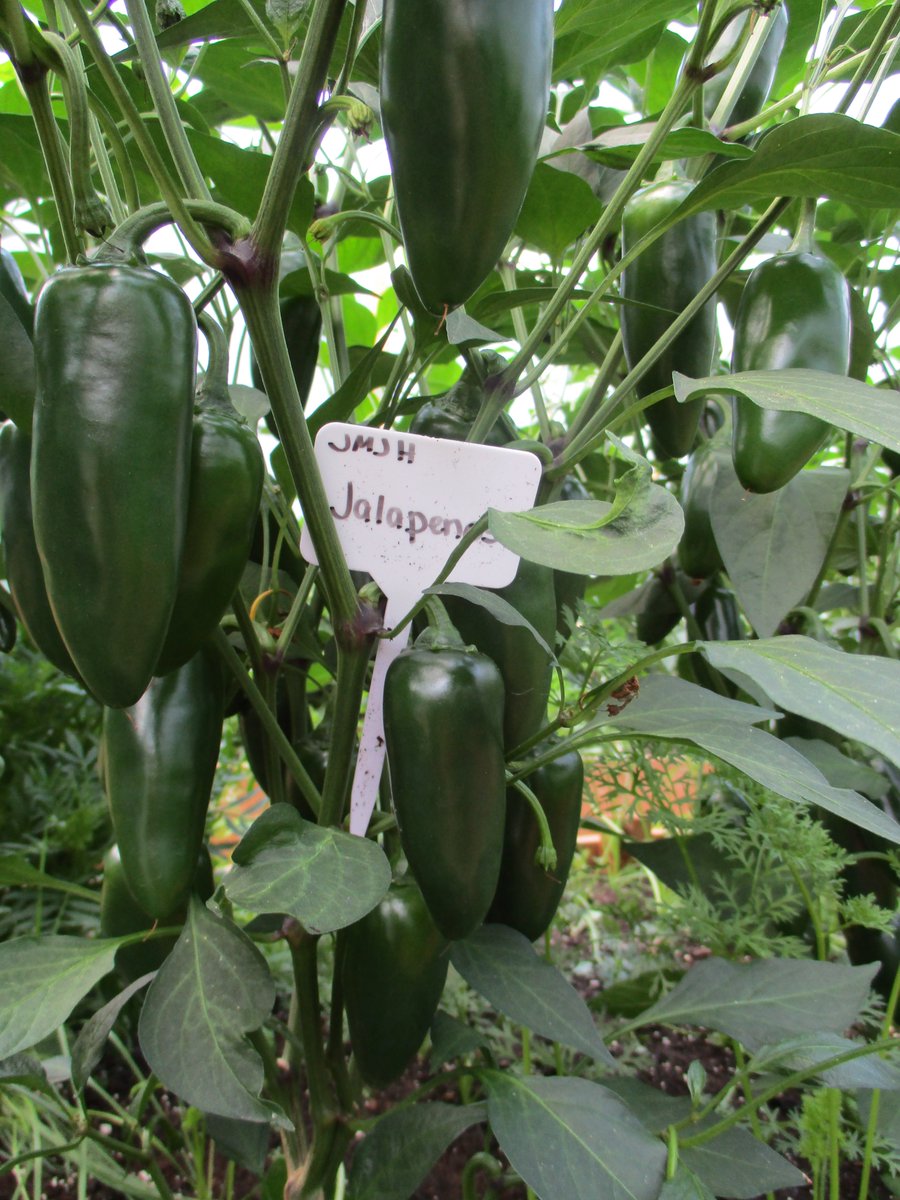 TakeActionGroup's tweet image. A HUGE THANKS to the students of @john_high for starting the Jalapenos, Tomatoes, Squash, and Cucumbers in class for the Community Garden! 🤗