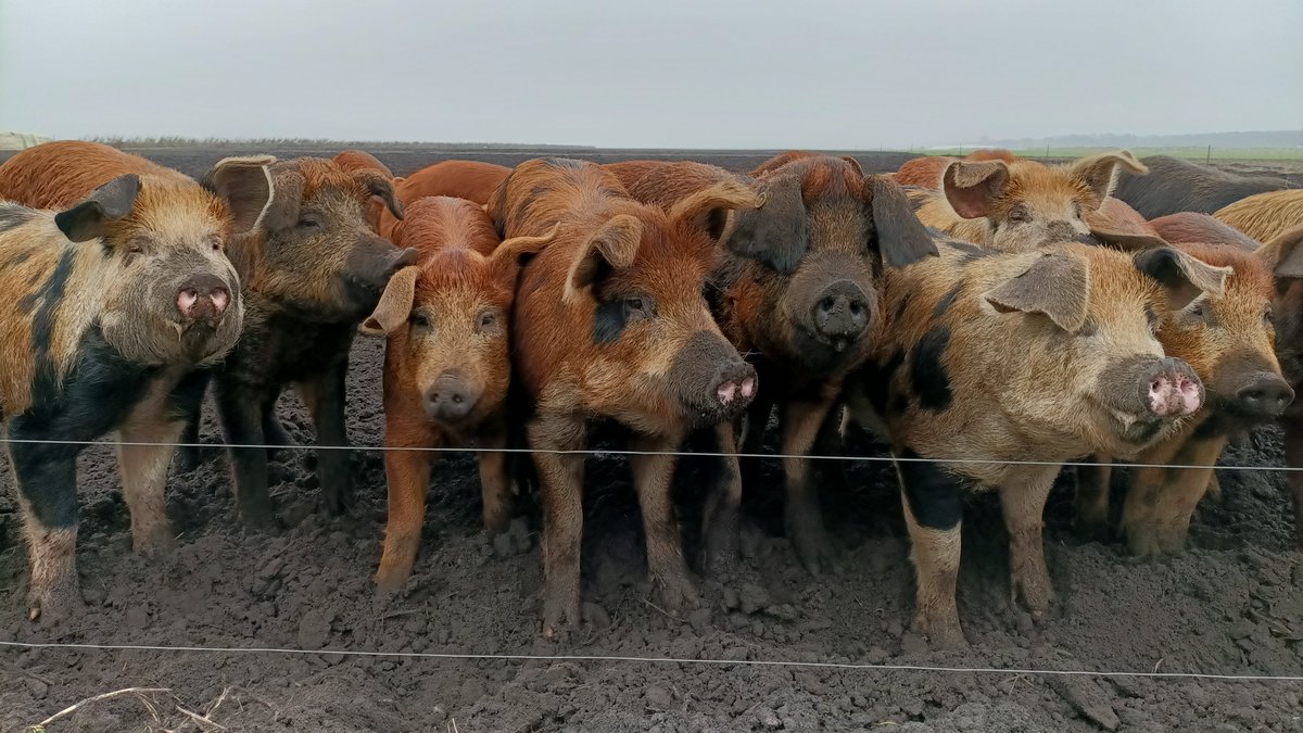 Zien we je dinsdag in Valthermond? Je bent welkom op de gratis Plant- en Bodemgezondheidsdag! Met <a href="/WURplant/">WUR Plant</a>, <a href="/WUR_Valthermond/">WUR Proefbedrijf Valthermond</a> en vele partners. Speciale attractie: de moderne aardappelopslagbestrijder 🐖Meld je hier meteen aan 👉 bit.ly/3pAPvp4
