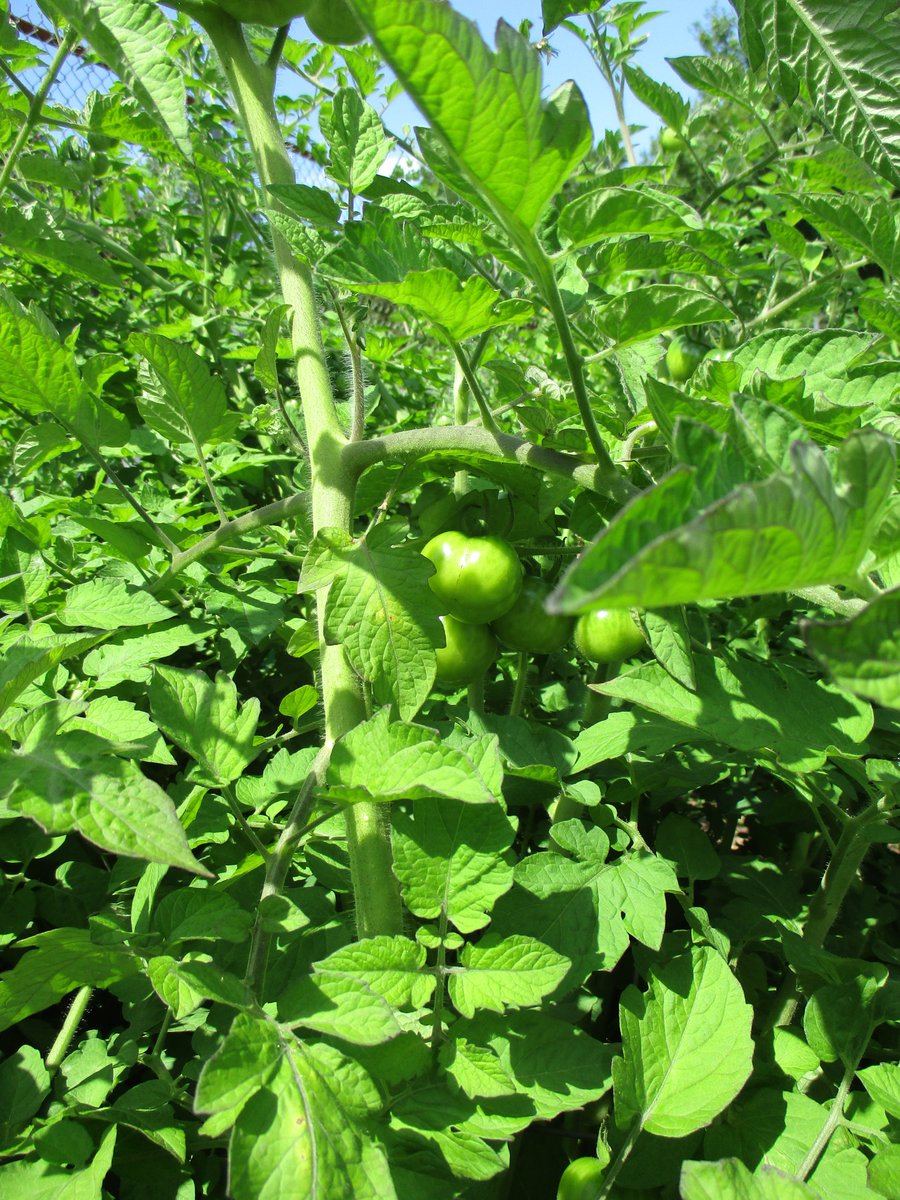 TakeActionGroup's tweet image. A HUGE THANKS to the students of @john_high for starting the Jalapenos, Tomatoes, Squash, and Cucumbers in class for the Community Garden! 🤗