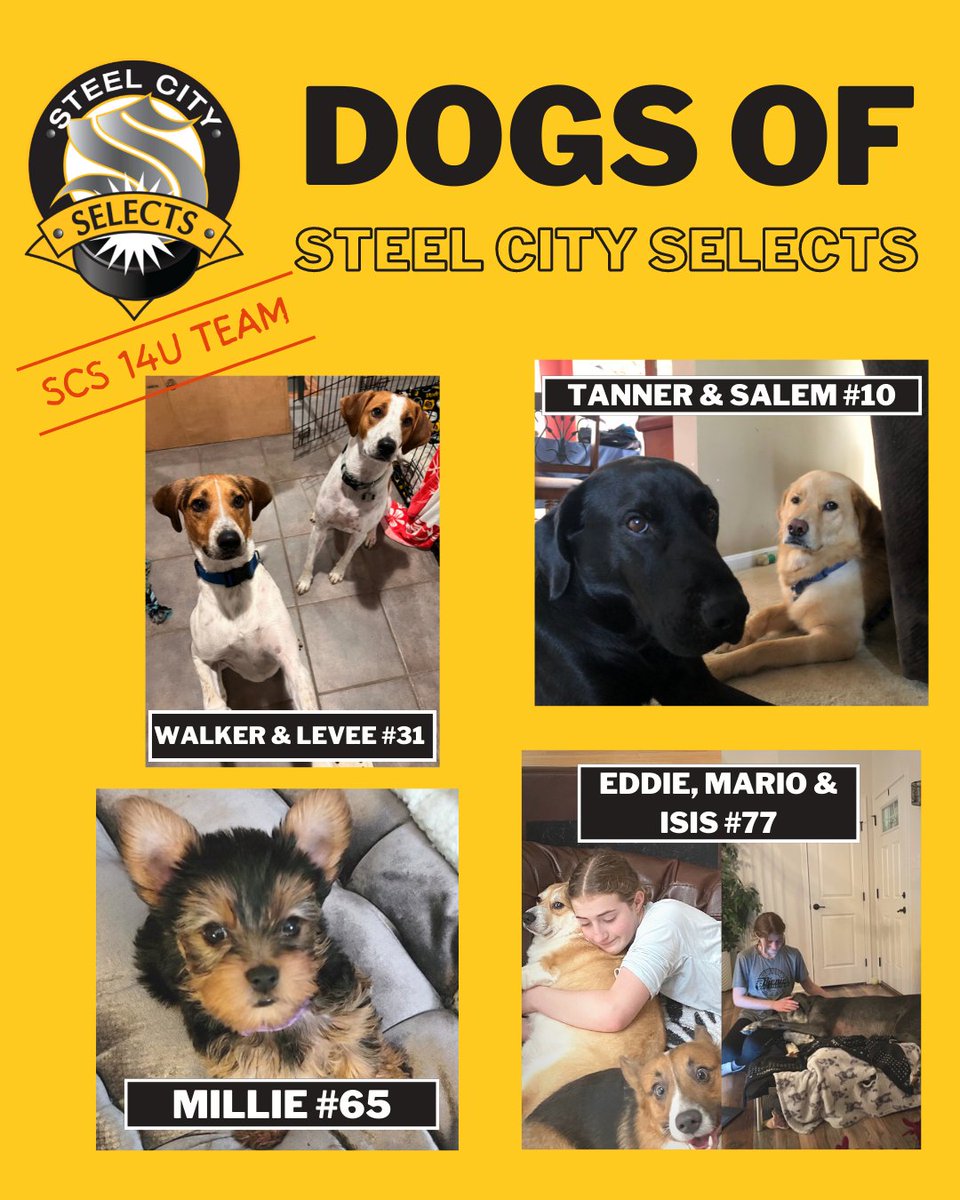 SCSGirlsHockey's tweet photo. Today we feature the Steel City Selects 14U's dogs! #123Selects #SCS14U #hockeydogs https://t.co/sgukwng0Ww