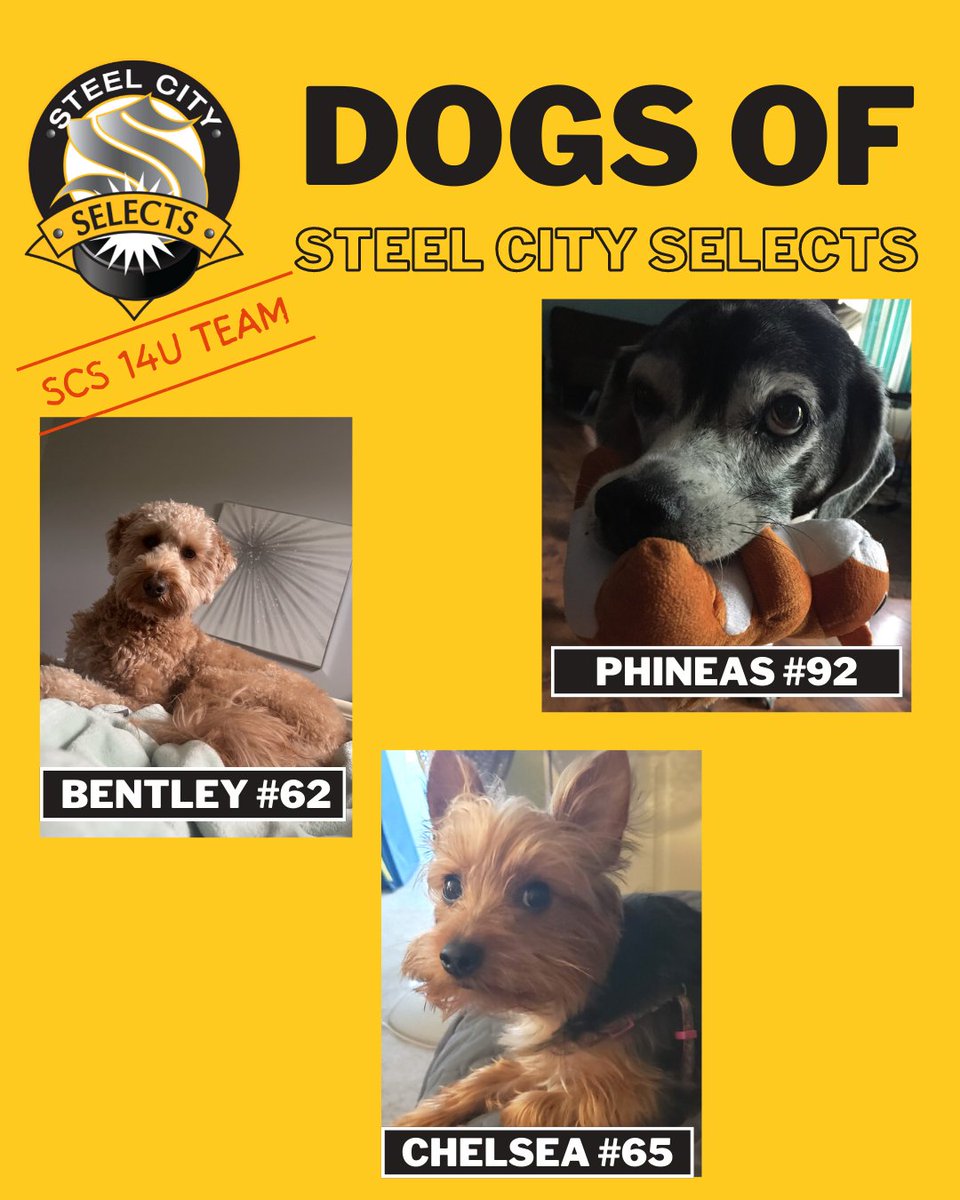SCSGirlsHockey's tweet photo. Today we feature the Steel City Selects 14U's dogs! #123Selects #SCS14U #hockeydogs https://t.co/sgukwng0Ww
