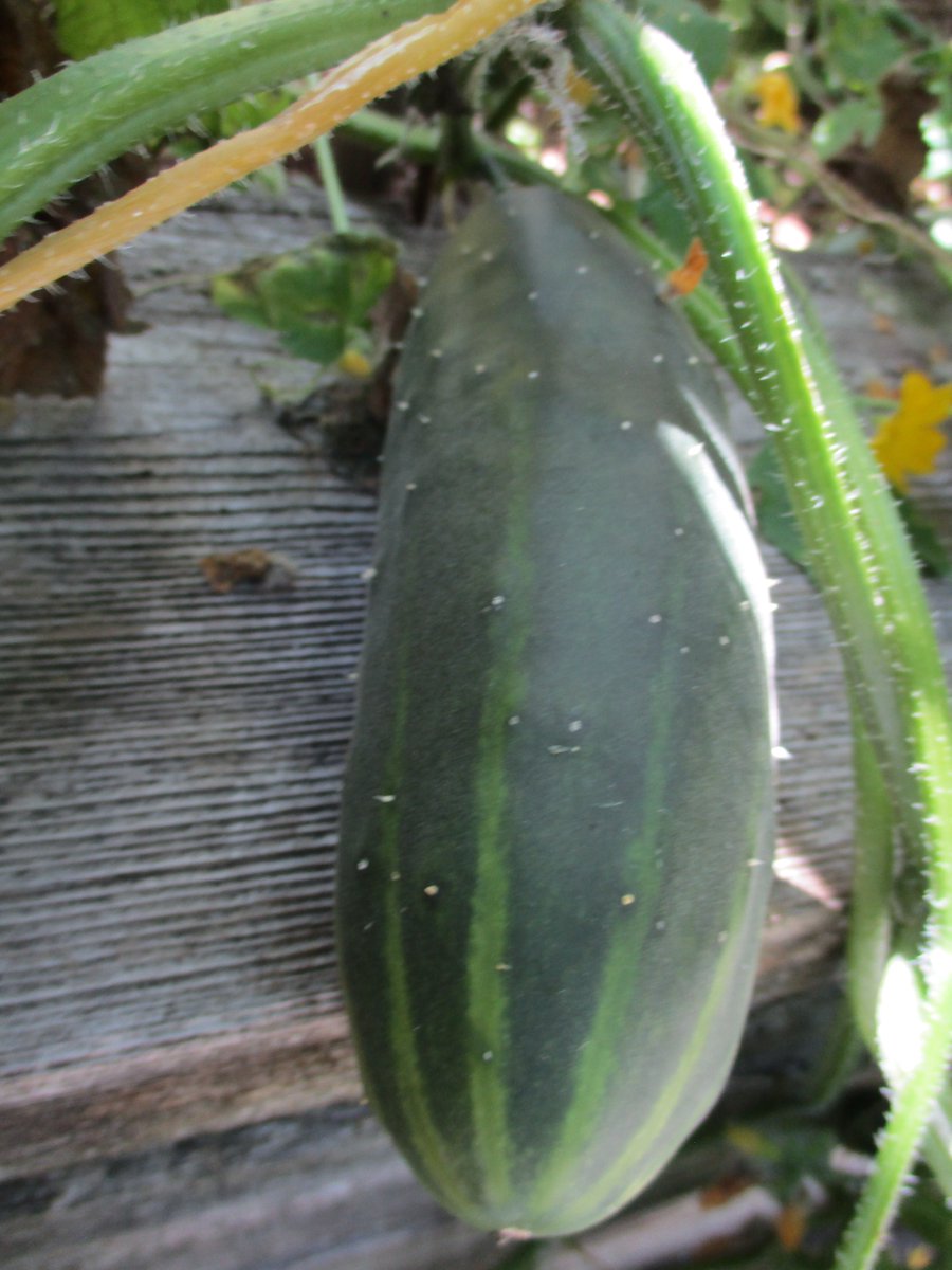 TakeActionGroup's tweet image. A HUGE THANKS to the students of @john_high for starting the Jalapenos, Tomatoes, Squash, and Cucumbers in class for the Community Garden! 🤗