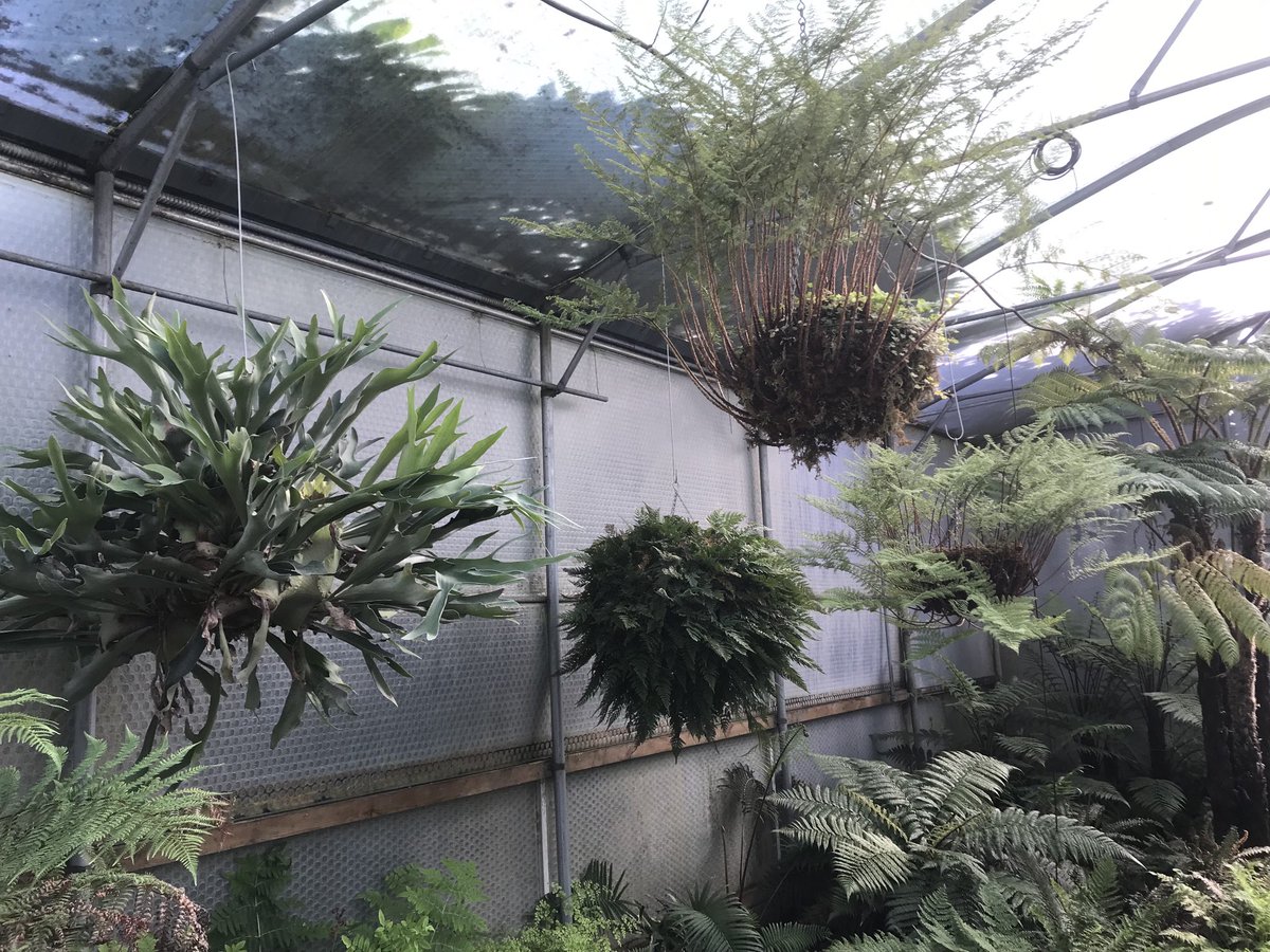 What chance have small specialist nursery’s like myself self got these days ……… can’t afford to heat greenhouses… no water…. No decent compost ….. nothing to control pests with……. No fertilisers maybe…. Soon no bloody flower shows….. what are we supposed to do……?