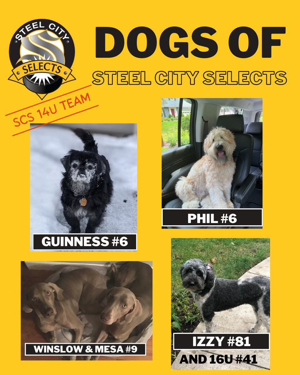 SCSGirlsHockey's tweet photo. Today we feature the Steel City Selects 14U's dogs! #123Selects #SCS14U #hockeydogs https://t.co/sgukwng0Ww