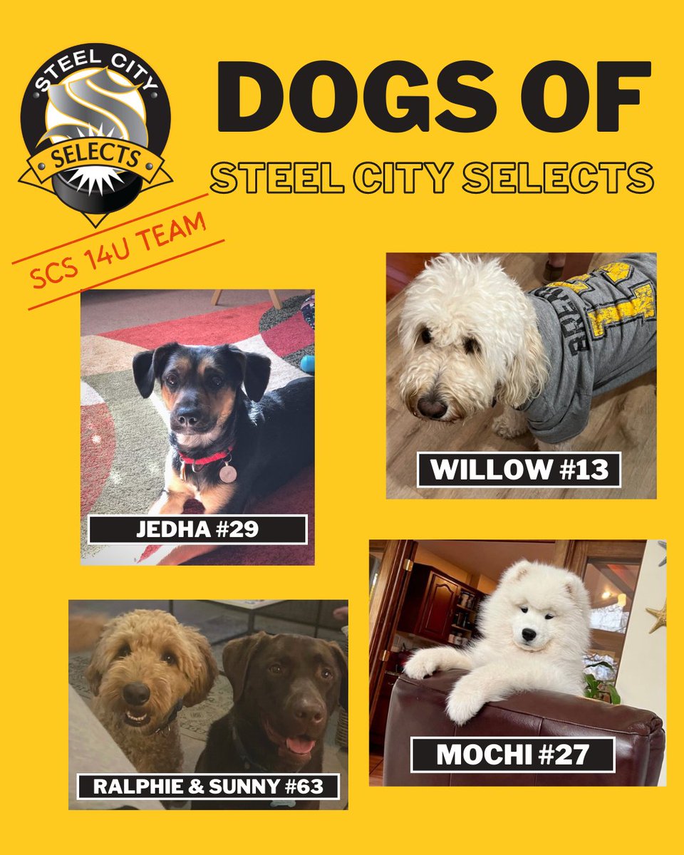 SCSGirlsHockey's tweet photo. Today we feature the Steel City Selects 14U's dogs! #123Selects #SCS14U #hockeydogs https://t.co/sgukwng0Ww