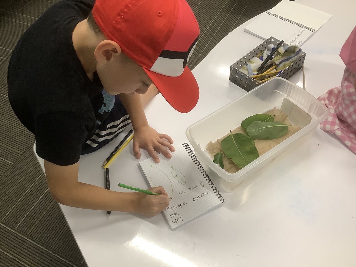 Room7Highlands's tweet photo. Monarch caterpillars at 8 days old and the amazing scientists who are studying them.  #multiage https://t.co/DCLklgBhLb