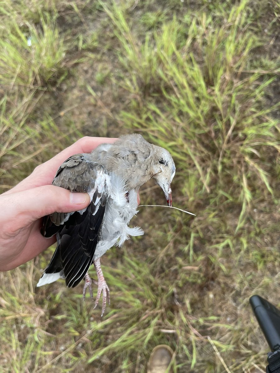 BigdaddyVet's tweet image. #doveday   @peta