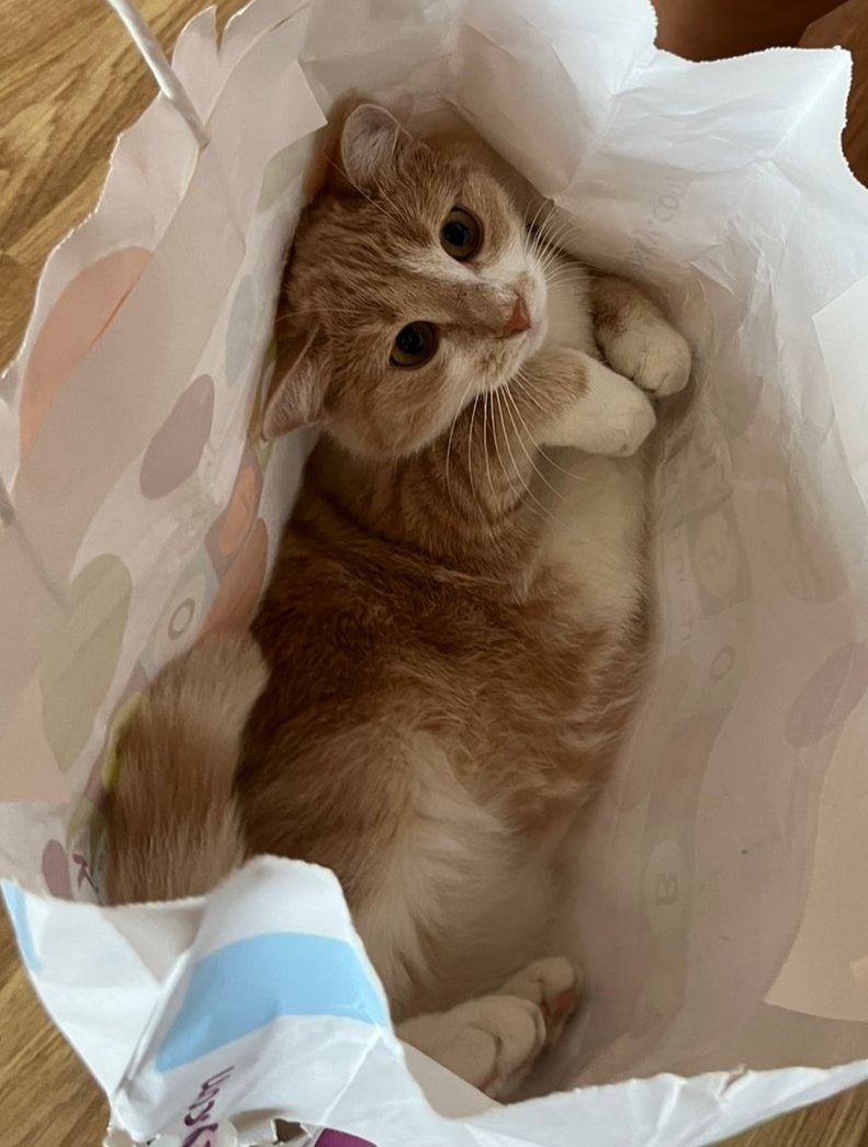 #Коточетверг