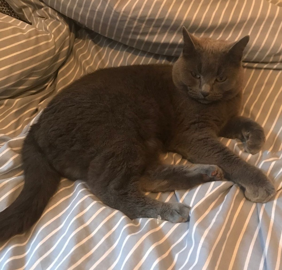 Bella's beautiful ball of fluff, Roxy!