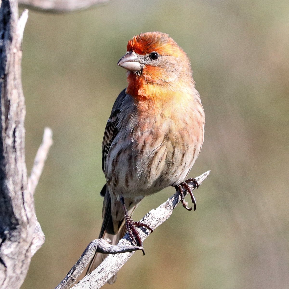 Fiery Finch
#ThingsOutside 
#TwitterNatureCommunity #housefinch #BirdsSeenIn2022 #birds #birdphotography #NaturePhotography