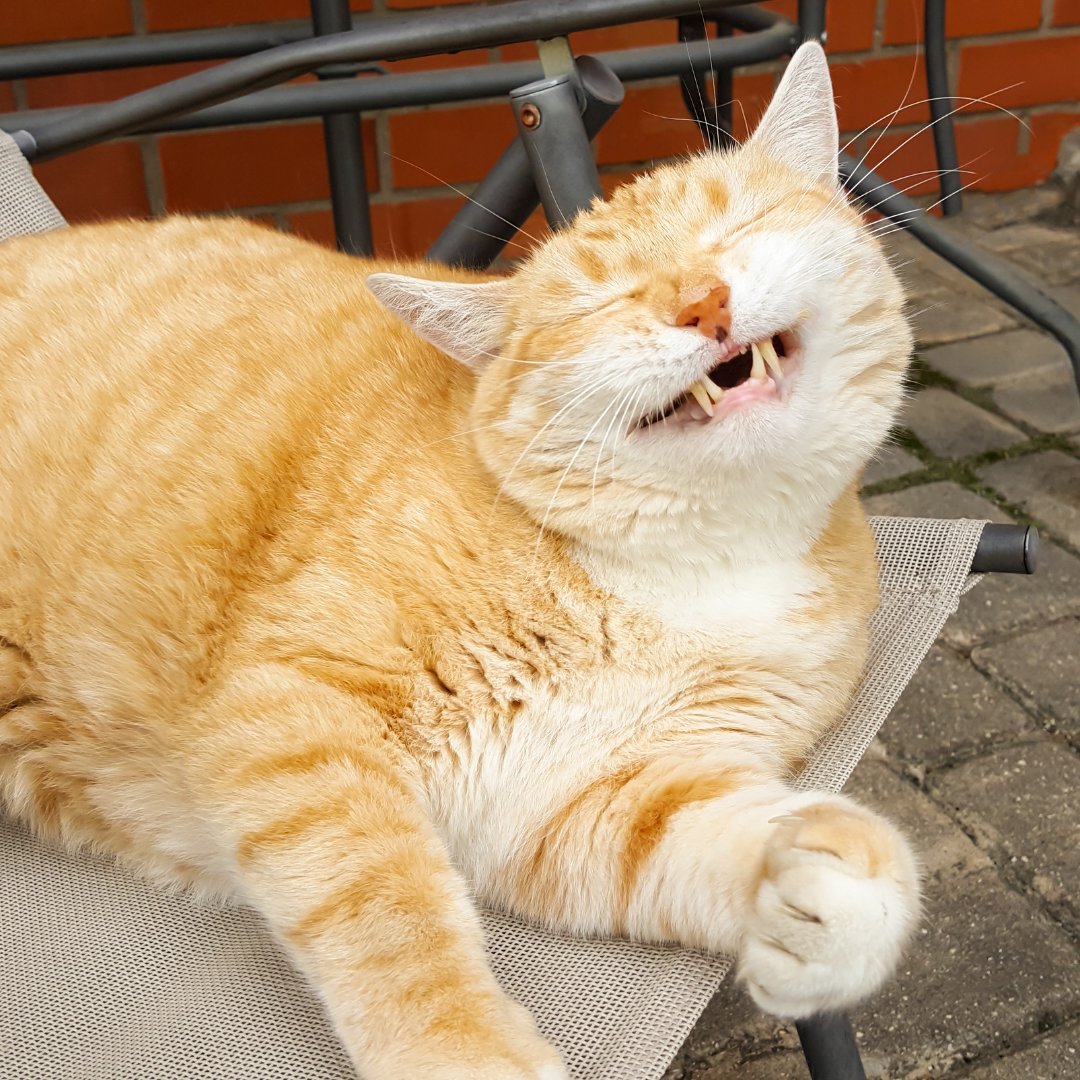Litterbox tweet media