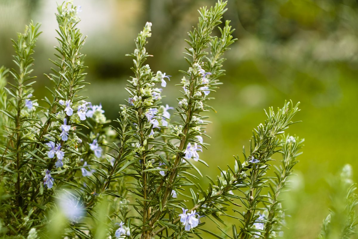 learningherbs's tweet photo. Rosemary can promote heart health and easeful digestion. Learn more and how to make rosemary tapenade here➡️ https://t.co/bH4wBBvZLn https://t.co/hhes9d4VIW
