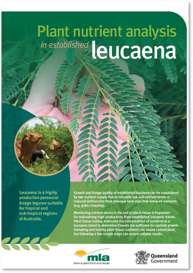 FutureBeef's tweet photo. Would your leucaena benefit from fertiliser application or would you be wasting your money?

Find out when you download your free copy of Plant nutrient analysis in established leucaena: https://t.co/ybMfUcw14J
@DAFQld https://t.co/s1HsjxzSFS