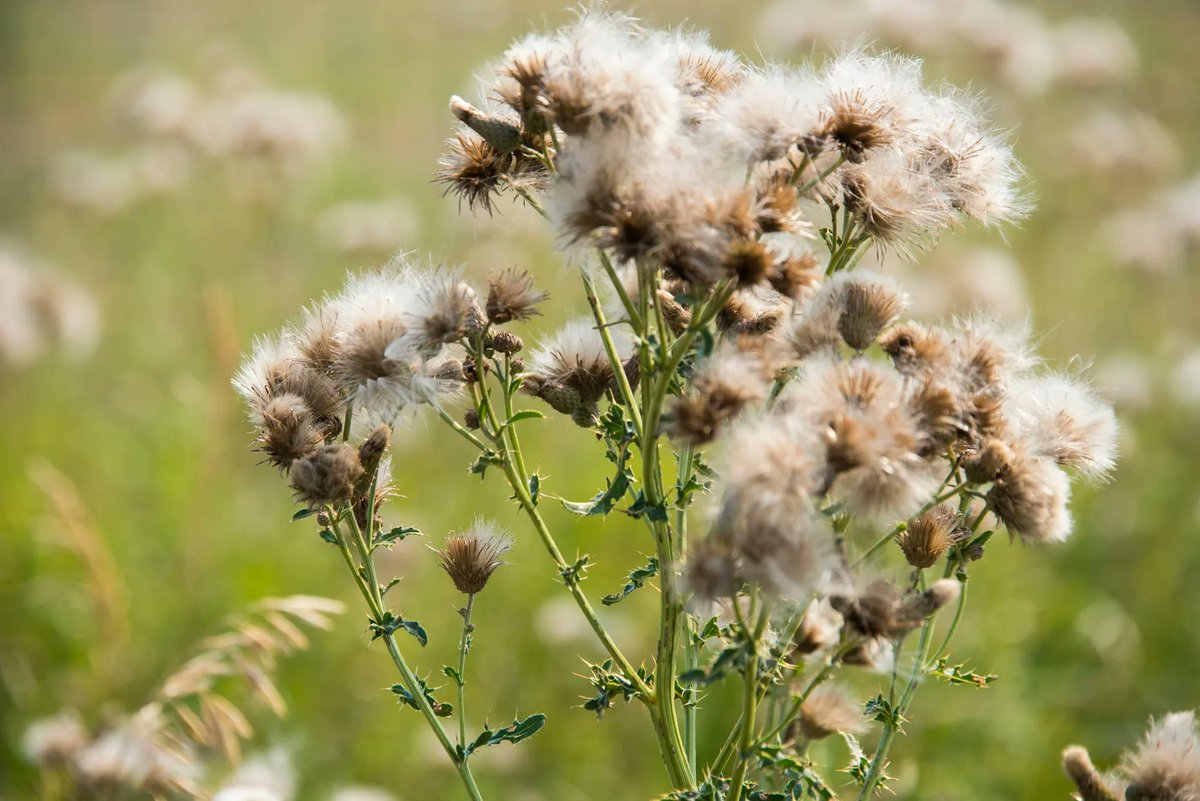 Aller_MD's tweet photo. “Synergistic effects of #air #pollutants and #pollen in #nonallergic #rhinitis. The interaction of pollen with air pollutants may cause a greater adverse reaction among patients with symptoms of nonallergic rhinitis than pollen or air pollutants alone ” https://t.co/nSfOfRUBRf https://t.co/vNFCvoawGZ