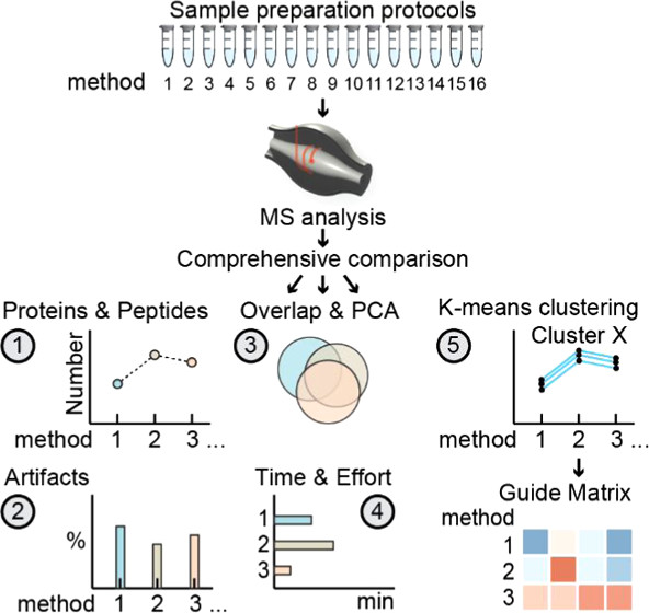 Searching for a universal, bottom-up proteomics method? @MaxPerutzLabs performed a comparative survey of the 16 most common methods to provide a basis for selection preparation strategies in MS proteomics. pubs.acs.org/doi/10.1021/ac…