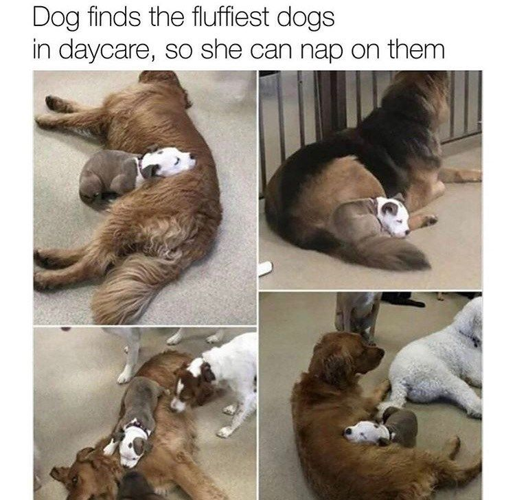 WholesomeMemes tweet media