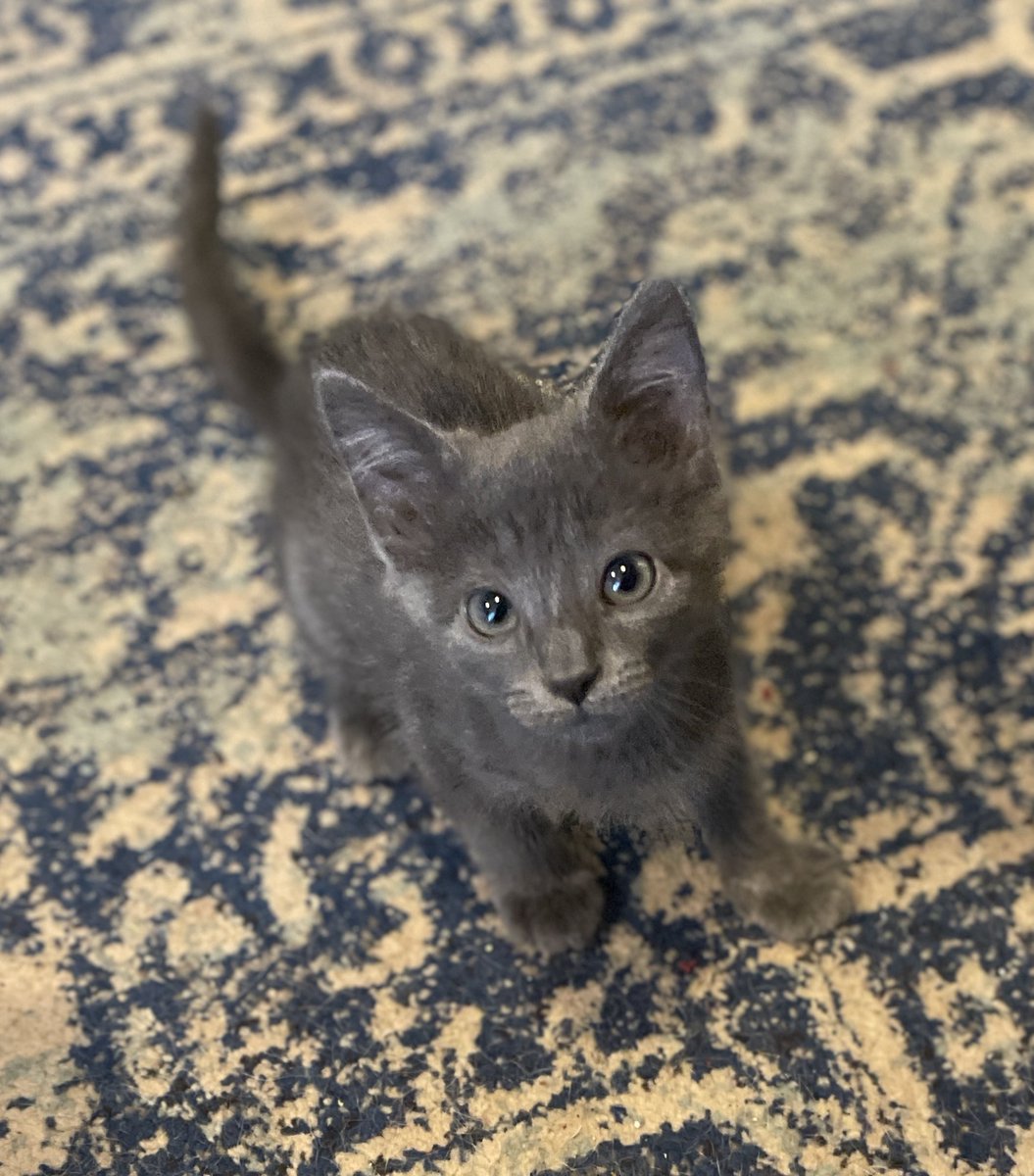 Hi! I’m just a 9 week old lil guy. I am with my foster family. They lost their best friend <a href="/MrCuddleCakes/">Mr. Grumpy Cuddlecakes</a> and they decided to foster me! Can you please welcome me? #CatsOfTwitter #CatsOnTwitter #KittensOfTwitter #Kitten #Cat #Meow #FosterKitty #AdoptDontShop