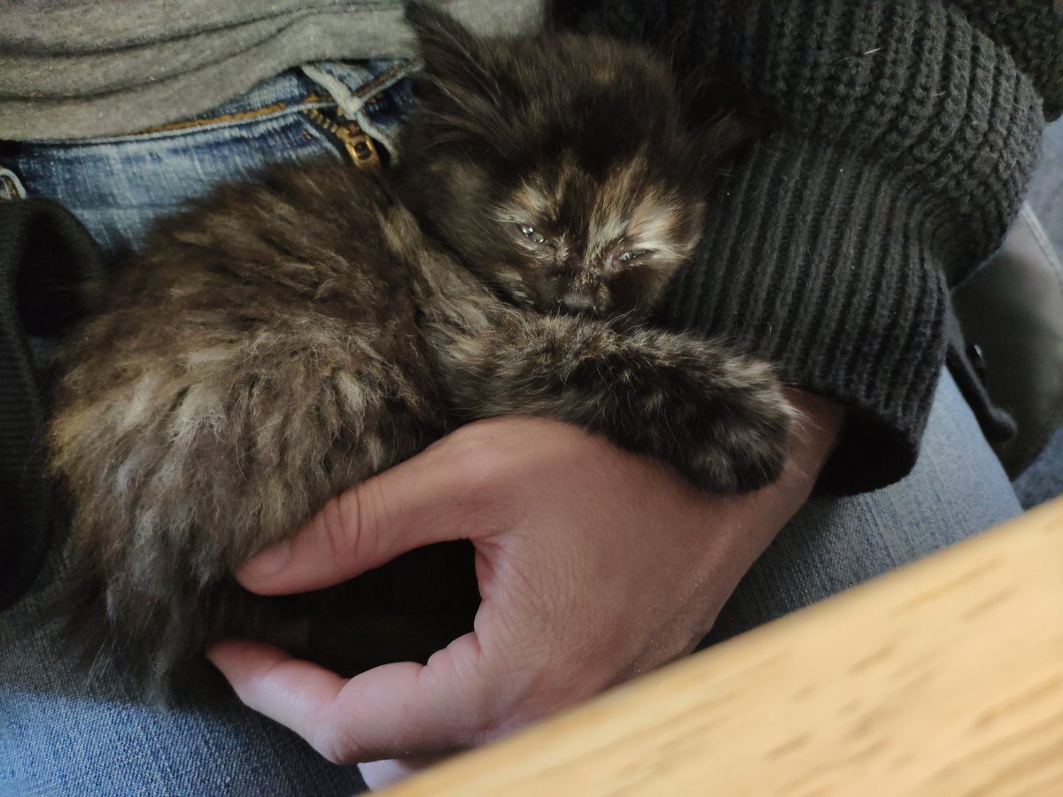 pfangirl's tweet photo. Well, it's social media official. There's a rule that if a Tortie chooses you, it's settled. So, introducing Bean Benson-Adams. https://t.co/fk92a1TL1d
