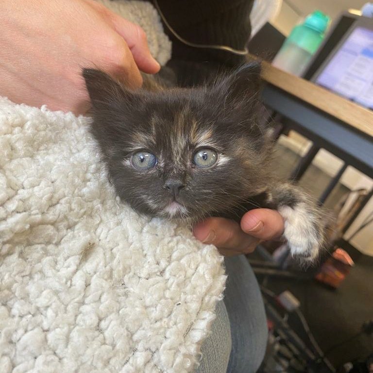 pfangirl's tweet photo. Well, it's social media official. There's a rule that if a Tortie chooses you, it's settled. So, introducing Bean Benson-Adams. https://t.co/fk92a1TL1d