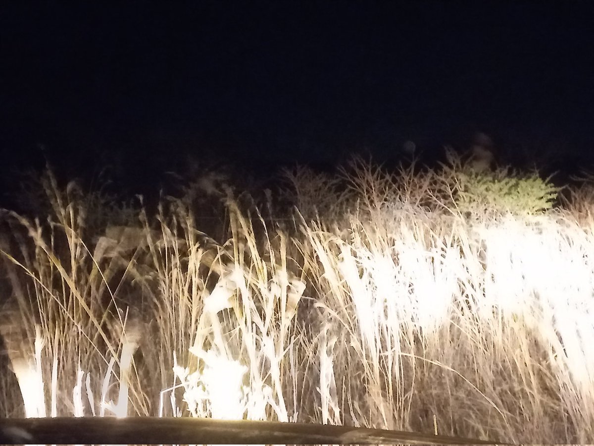 RiaanBezuiden11's tweet photo. Night drive!
#bosveld
#BunduBashing
@shilohmari https://t.co/vw0wMgXV8c