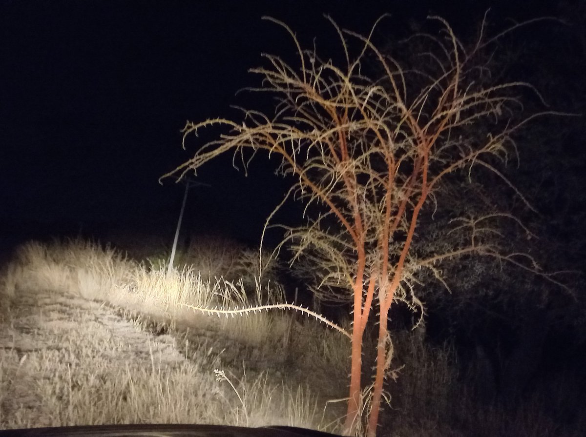 RiaanBezuiden11's tweet photo. Night drive!
#bosveld
#BunduBashing
@shilohmari https://t.co/vw0wMgXV8c