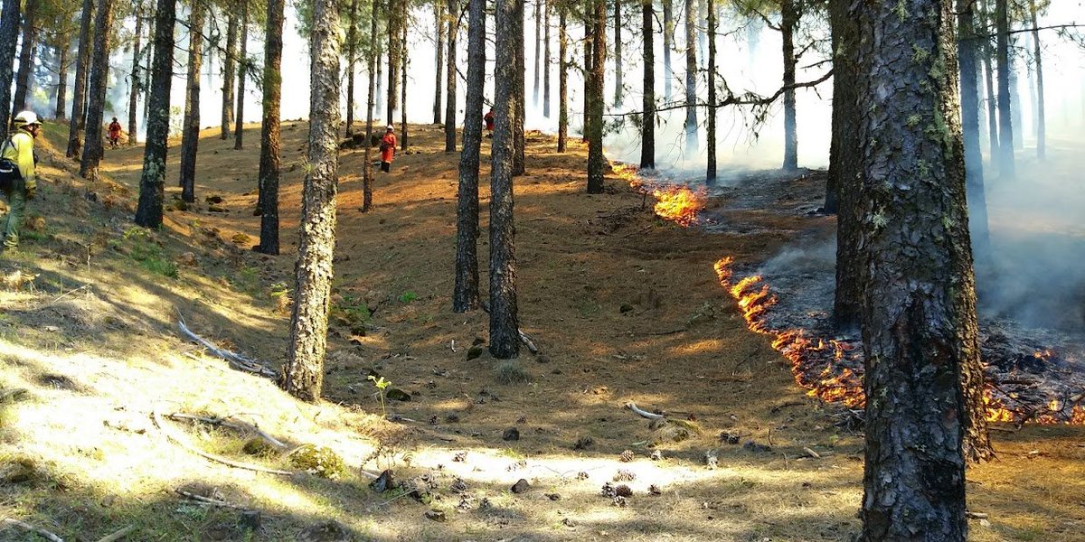 ferrandalmau78's tweet image. Durante el Silúrico, hace casi 470 millones de años (mucho antes de nuestra aparición), ya existían incendios forestales naturales que fueron determinando mecanismos adaptativos que hoy se observan

Así que no. Podemos no perder el control del fuego y manejarlo #MasterFUEGO